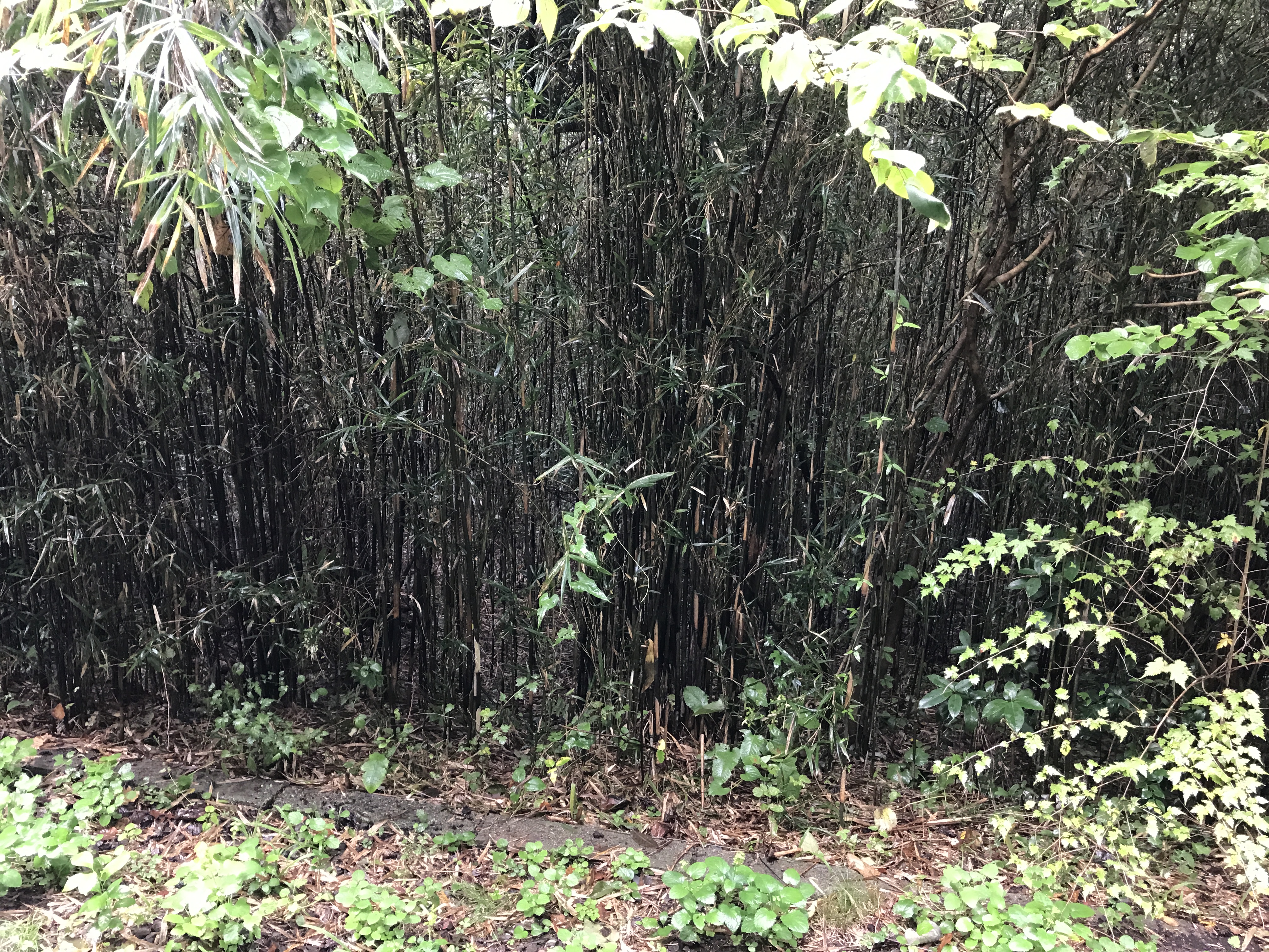 Real life wild bamboo