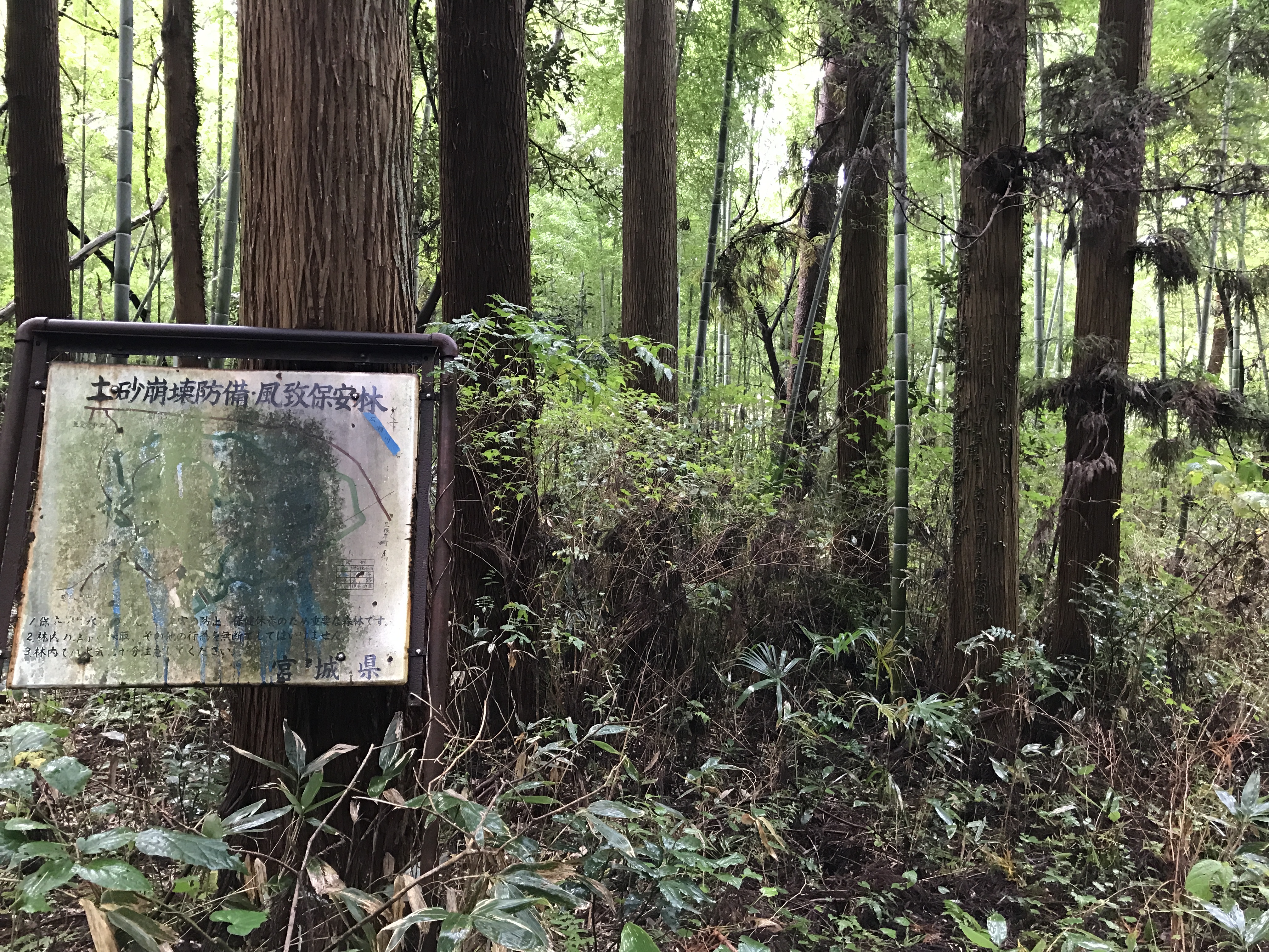 and a sign reclaimed by the forest